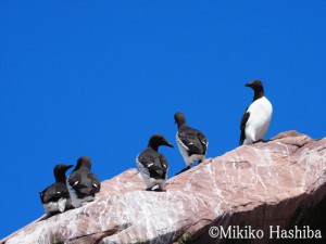 カナダ ニューファンドランド島 ウミガラス