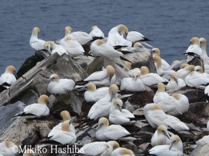 カナダ ニューファンドランド島 シロカツオドリ