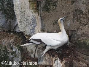 カナダ ニューファンドランド島