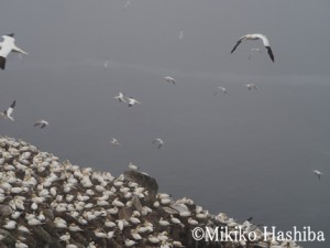 カナダ ニューファンドランド島