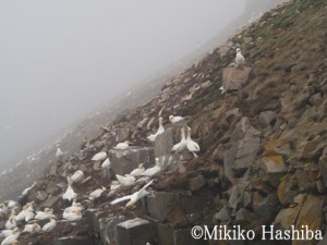 カナダ ニューファンドランド島
