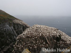 カナダ ニューファンドランド島 ケープセントメアリーズ