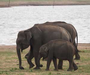 ミンネリヤ国立公園のスリランカゾウ