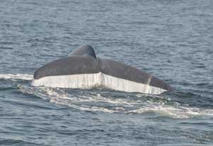 シロナガスクジラ。地球上で最大サイズの生き物