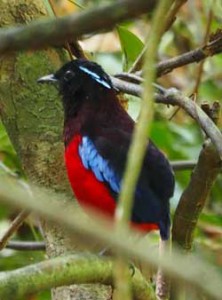 クロアカヤイロチョウ（宿の裏手の森で観察）