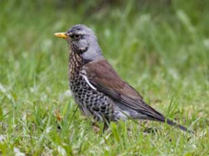 住宅地の庭が主な生息地のノハラツグミ 