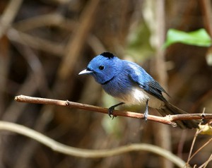 独特の青色が美しいクロエリヒタキ