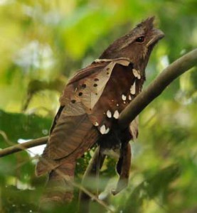 大きな枯葉のようにも見える珍鳥！サラワクガマグチヨタカ