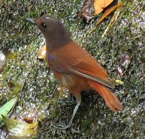 ルリチョウ類の中では珍しく雄の体色が青くないチャバネルリチョウ（仮称）