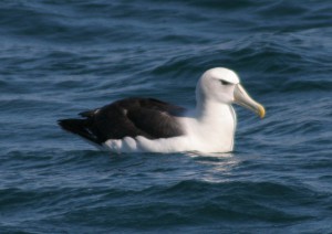 オタゴハーバーの波間に浮かぶハジロアホウドリ