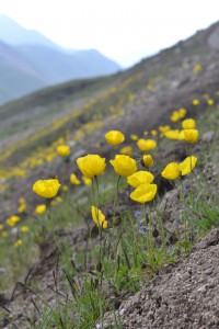 斜面一面に咲く黄色いヒナゲシ