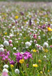 ピンクのシオガマギクや白いイブキトラノオ、黄色のラヌンキュルスなどの花畑