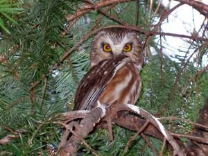 小さなアメリカキンメフクロウ