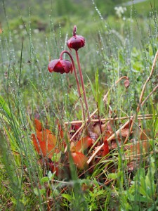 食虫植物のサラセニアの花が開花期を迎えていました