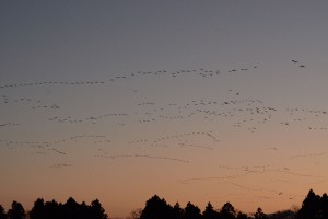 朝日池の夕景とヒシクイ　撮影：佐藤幹夫様