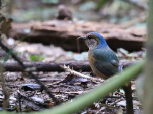 夕方にようやく姿を現したコシアオヤイロチョウ