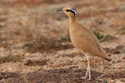 イベント案内 終了しました ２ ４ スライド会 北アフリカ モロッコの鳥たち ネイチャリングニュース