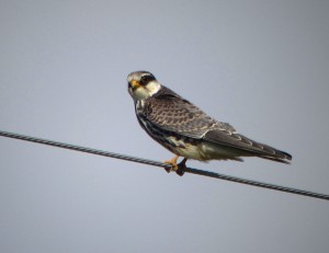 アカアシチョウゲンボウ