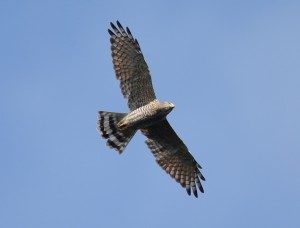 サシバ（成鳥オス）