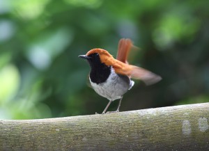 ホントウアカヒゲ