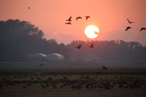 夕景のマガン