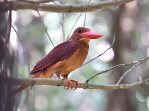 リュウキュウアカショウビン