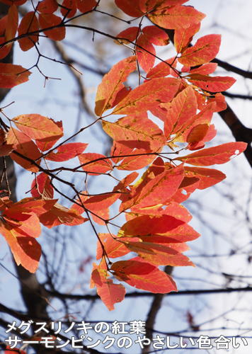 ツアー報告 瑞牆山麓と八ヶ岳山麓の紅葉 葉で見わける樹木 2日間 10月27日 火 ネイチャリングニュース ツアー報告 瑞牆山麓と八ヶ岳山麓の紅葉 葉で見わける樹木 2日間 10月27日 火 ネイチャリングニュース