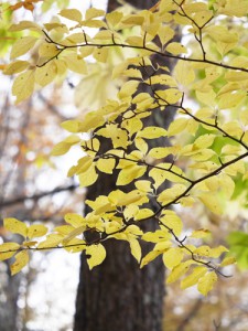 アオハダの黄葉 森の中ではっとするほど明るいレモンイエロー色に輝く