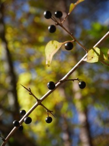 クロウメモドキの黒い実 枝は対生と互生が入り交じるユニークな出方をする