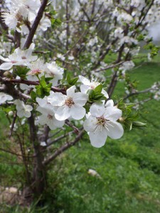 バラ科の花。