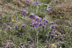 オキナグサの仲間のプルサティラ・アルバナ。花が大きく、産毛が全体を包みます。