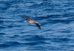 クロアシアホウドリ　撮影：浜口達男様