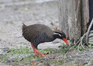 ヤンバルクイナ　撮影：石田光正様