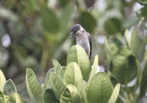 リュウキュウサンショウクイ　撮影：石田光正様