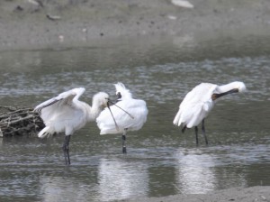 ヘラサギ（左）とクロツラヘラサギ　撮影：石田光正様