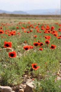 年間を通じて降水量が少なく半乾燥地が多いため、ポピーの花畑に出会います。