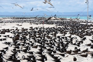 南半球最大の海鳥の繁殖地であるミクルマスケイではアジサシ類の撮影を楽しみます