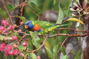 被写体が次々に現れるので目移りしてしまいます（ 写真はゴシキセイガイインコ）