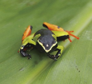 艶やかなカエル、マンテラの一種