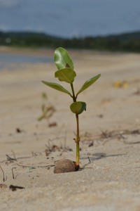 テリハボクの芽だし