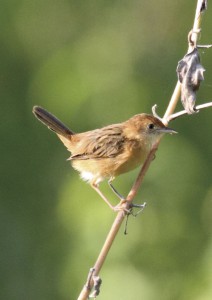 ブルのタイワンセッカは鳴き声が違い独立種候補です