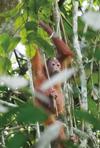 ゴマントン洞窟のオランウータンの仔ども