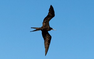 海鳥を間近に観察できるのもガラパゴスクルーズの魅力です