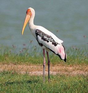 コウノトリの仲間の中でも特に色鮮やかなインドトキコウの姿も楽しみです