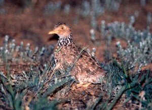 オーストラリアのバードウォッチャー憧れの謎の鳥プレインズワンダラー（クビワミフウズラ）
