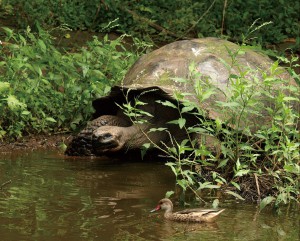 手前のホオジロオナガガモと比べるとガラパゴスゾウガメがいかに大きいかがわかります このような場面も楽しみです