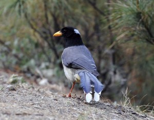 キバシサンジャクなど個性的なカラスの仲間も顔をそろえます