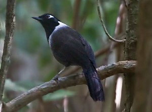 クロズキンガビチョウもダラットで出会いたい鳥のひとつです