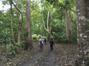 タンココ自然保護区の海岸沿いの熱帯林