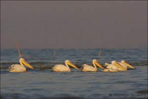 黒海に浮かぶモモイロペリカン